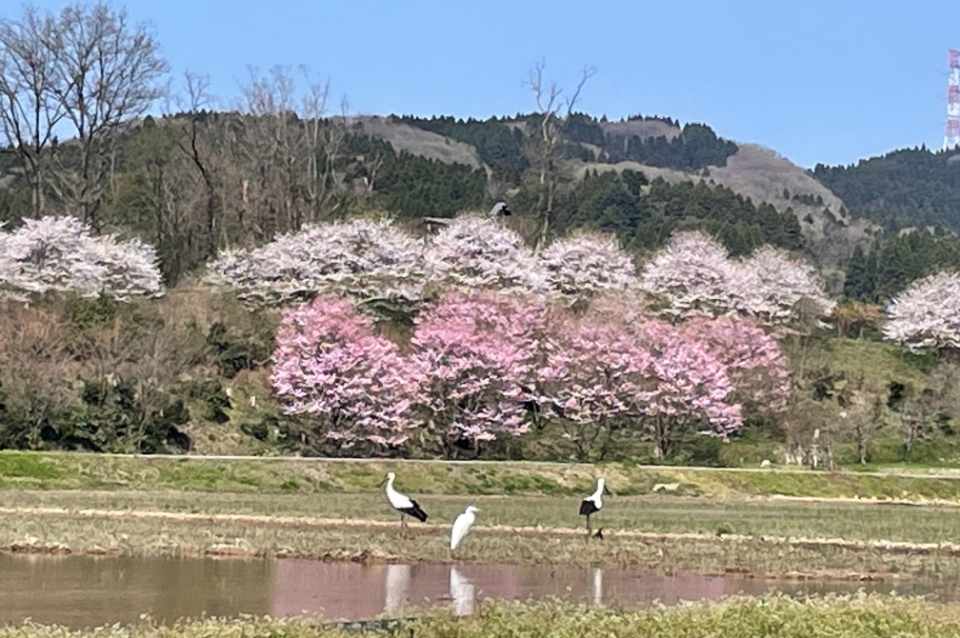 氷見市速川地区