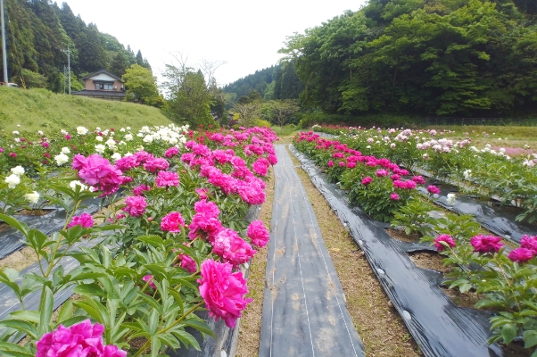 氷見市速川地区