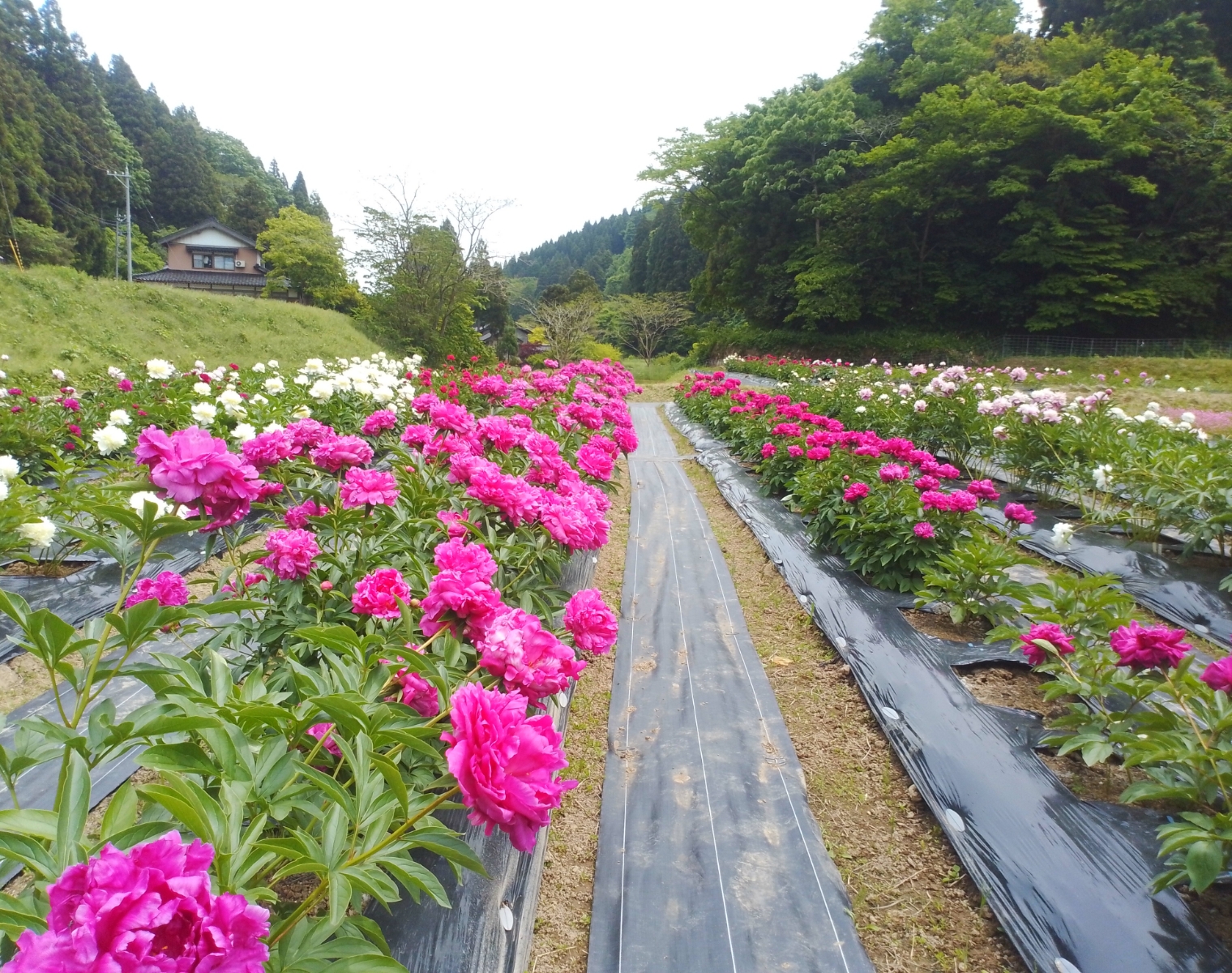 速川地区まちづくり協議会