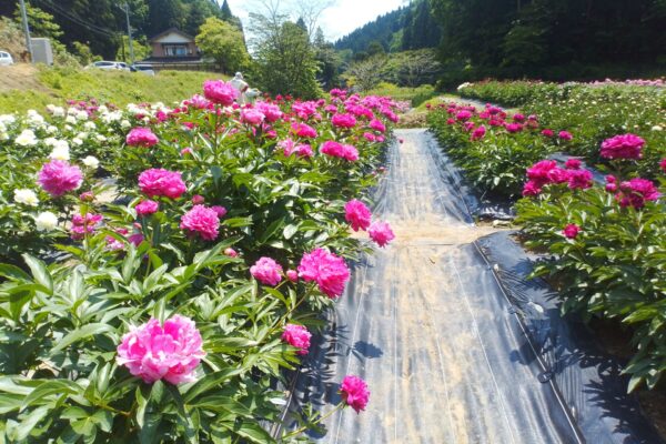 フローリアひなた